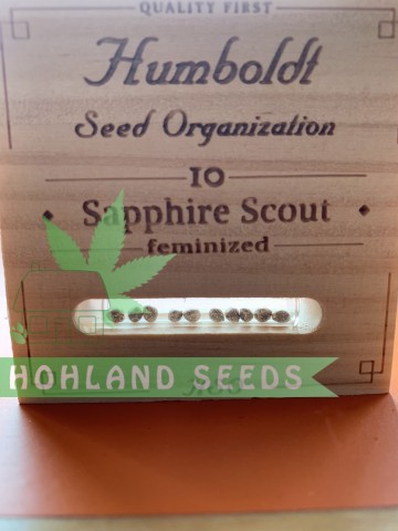 Sapphire Scoute Sapphire Scoute