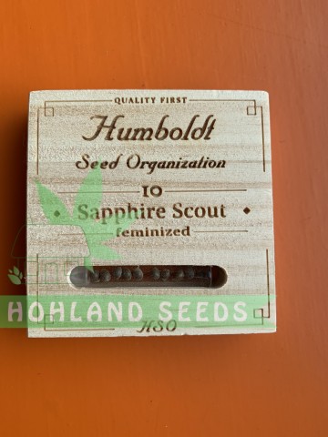 Sapphire Scoute Sapphire Scoute