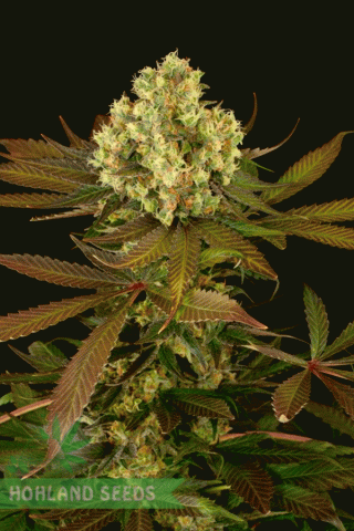 Blueberry Headband Blueberry Headband
