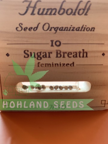 Sugar Breath Sugar Breath