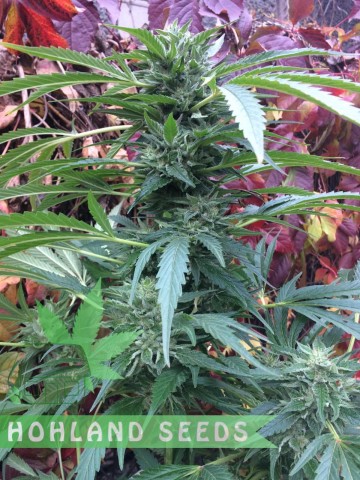 Sugar Breath Sugar Breath