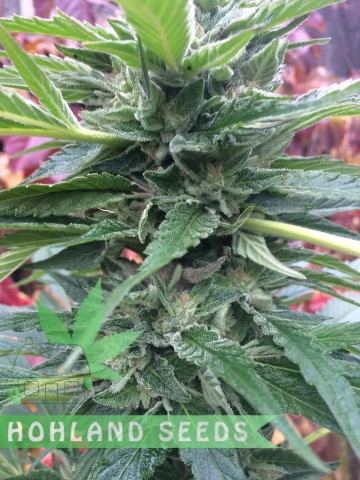 Sugar Breath Sugar Breath