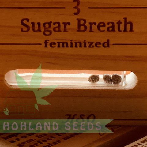 Sugar Breath Sugar Breath