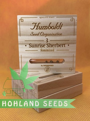 Sunrise Sherbert Sunrise Sherbert