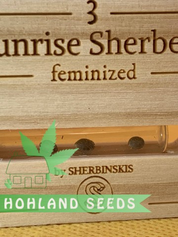 Sunrise Sherbert Sunrise Sherbert