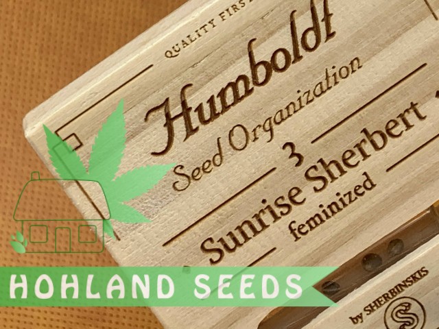 Sunrise Sherbert Sunrise Sherbert