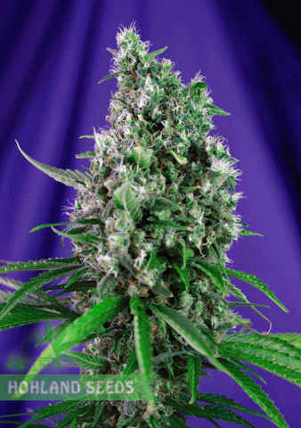 Sweet Trainwreck Auto Sweet Trainwreck Auto