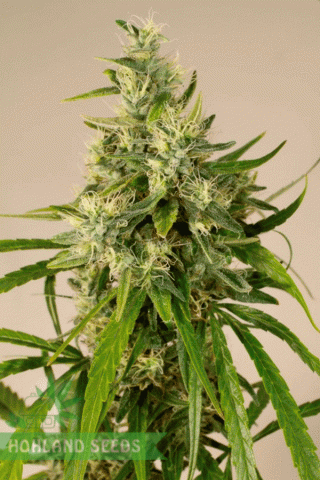 Trainwreck Trainwreck