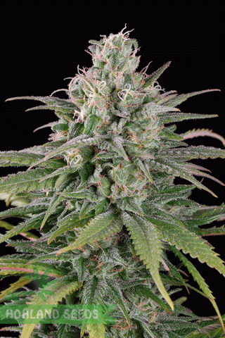 UK Cheese Auto UK Cheese Auto