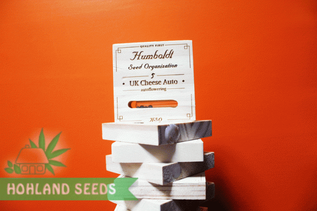 UK Cheese Auto UK Cheese Auto