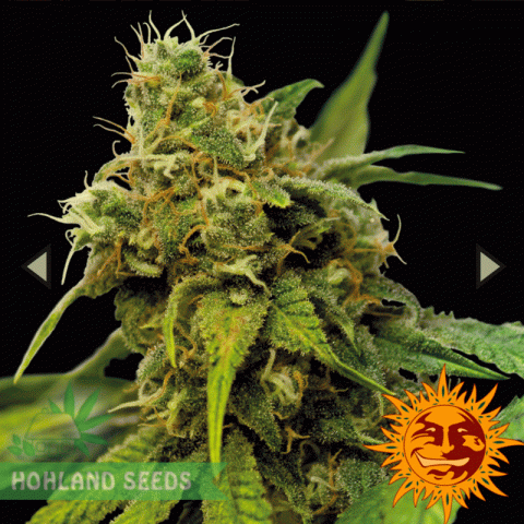 Utopia Haze Utopia Haze