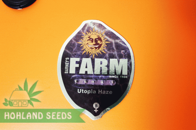 Utopia Haze Utopia Haze