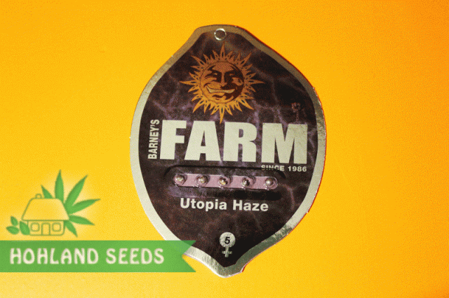 Utopia Haze Utopia Haze