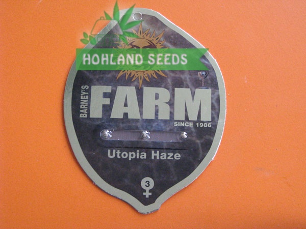 Utopia Haze Utopia Haze