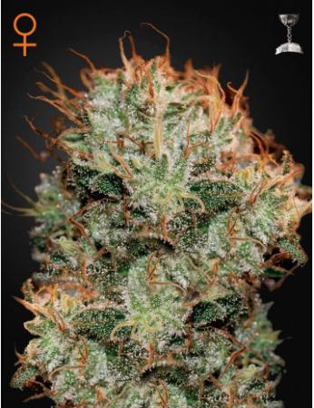 Kaia Kush Kaia Kush