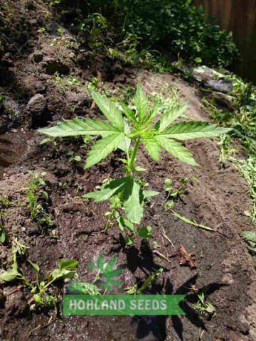 Auto Cinderella Jack Auto Cinderella Jack