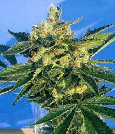 MK Ultra MK Ultra