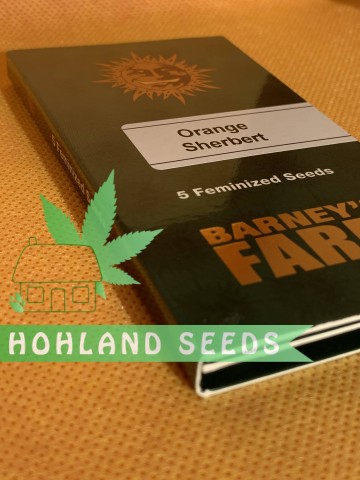 Orange Sherbert Orange Sherbert