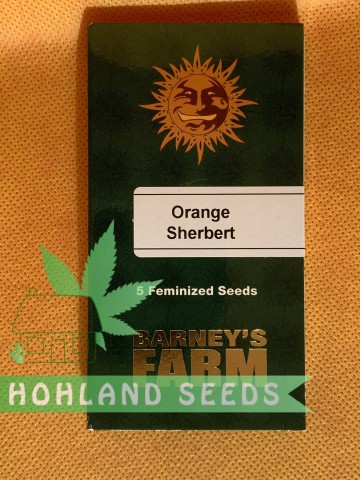 Orange Sherbert Orange Sherbert