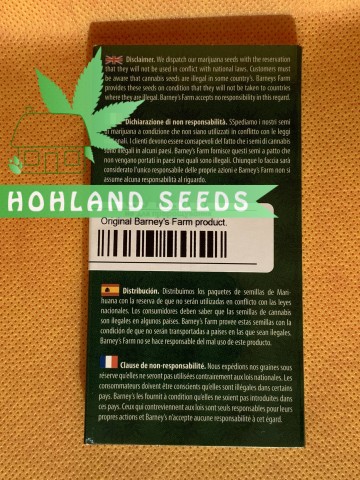 Orange Sherbert Orange Sherbert