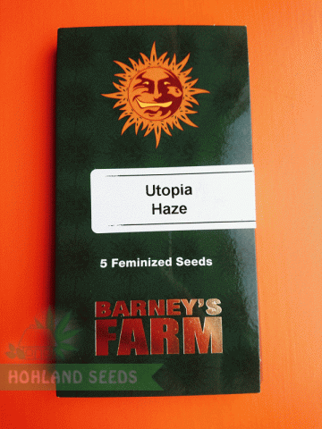 Utopia Haze Utopia Haze