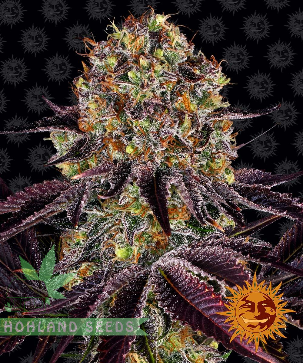 Runtz x Layer Cake Runtz x Layer Cake