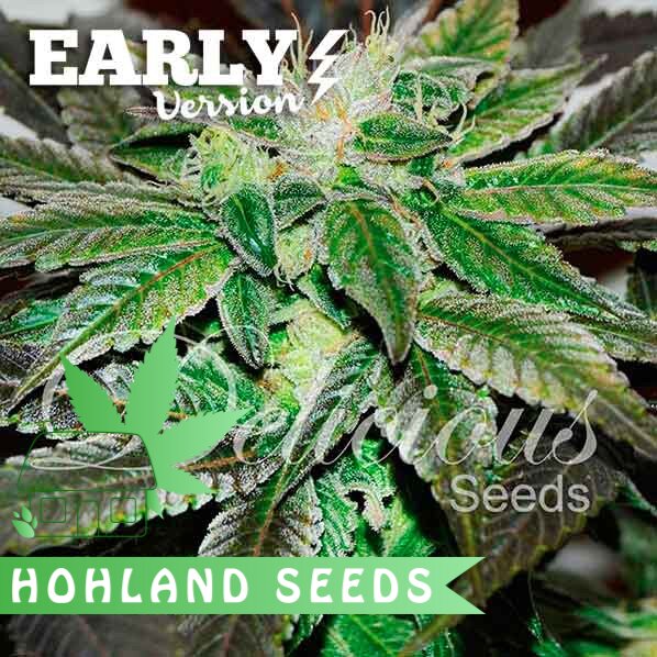 Sugar Candy Early Version Sugar Candy Early Version